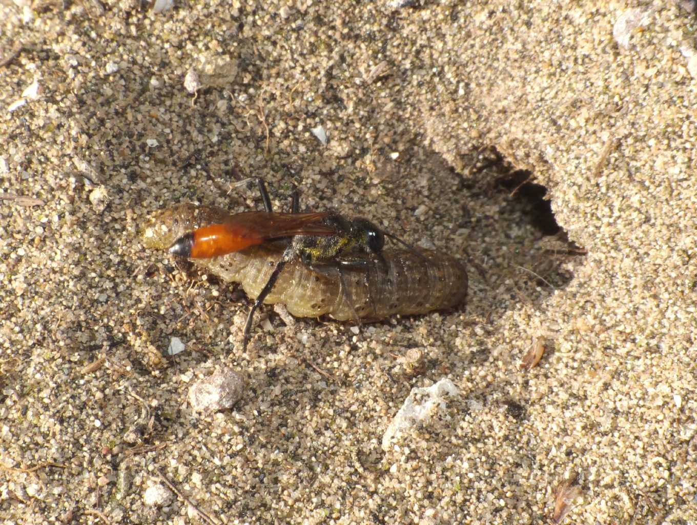 Ammophila: comportamento strano